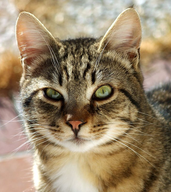 Honden of katten in huis? Dit verandert voor baasjes door nieuwe EU-regels vanaf 2028