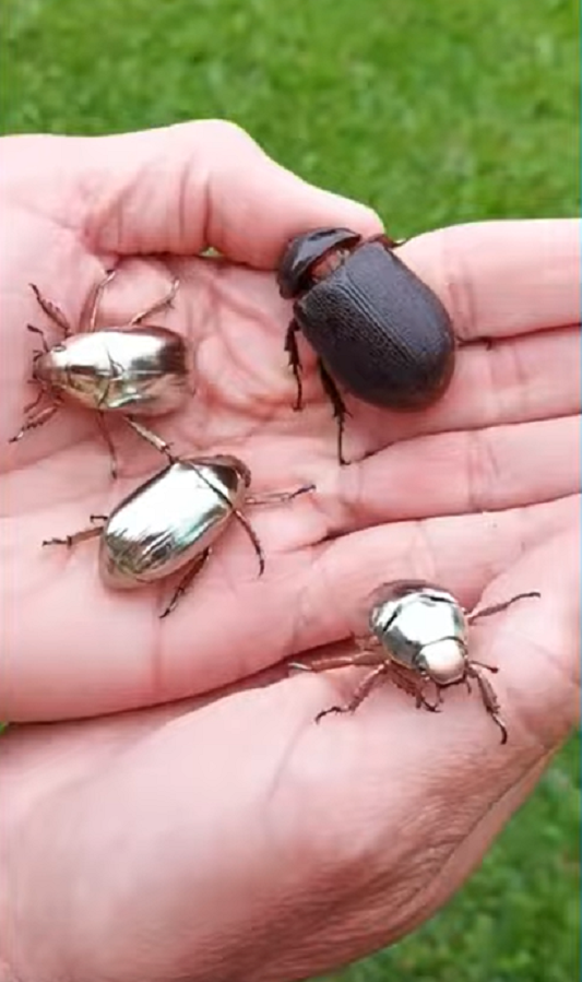 Hij denkt een zilveren juweel te vinden, maar ontdekt een uiterst zeldzame kever